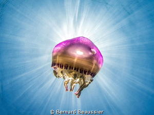 Colorful jellyfish by Bernard Beaussier 